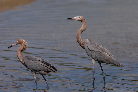 195 reddish egrets (6F3A6830) April 15, 2021