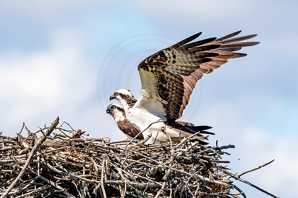 Osprey in Crown Point
