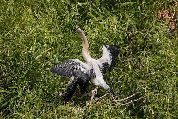 1148 anhinga (6F3A4599) April 18, 2021