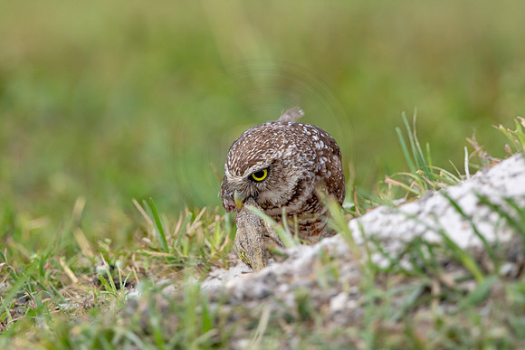 602 burrowing owl (6F3A0387) April 17, 2021