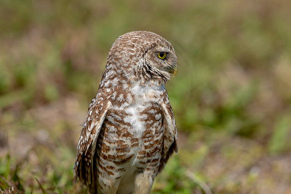 919 burrowing owl (6F3A2488) April 17, 2021