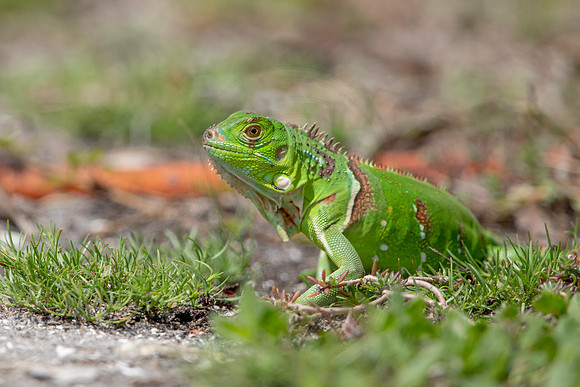 344 iguana (6F3A8299) April 15, 2021
