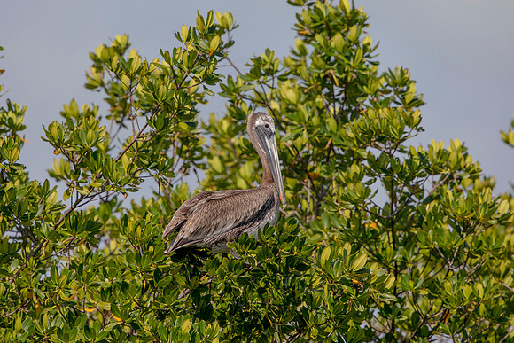443 pelican (6F3A8822) April 15, 2021