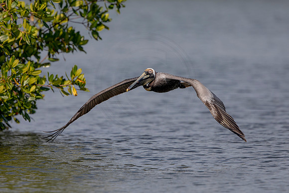434 pelican (6F3A8773) April 15, 2021