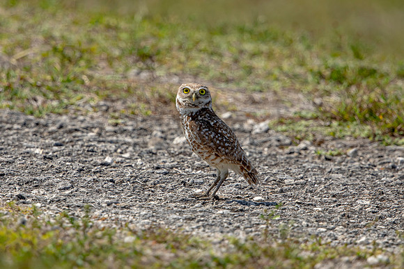 849 burrowing owl (6F3A2066) April 17, 2021