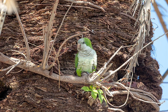 1217 monk parakeet (6F3A5500) April 18, 2021