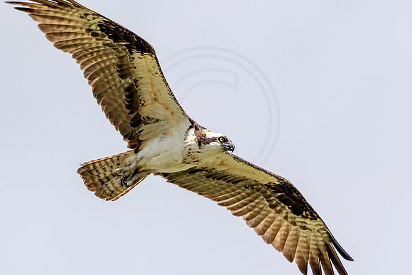Osprey in Crown Point