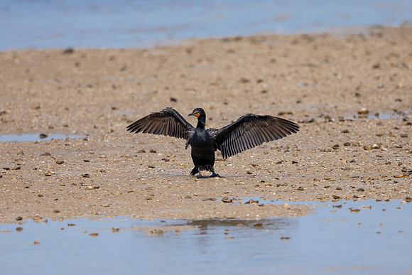 235 cormorant (6F3A7203) April 15, 2021