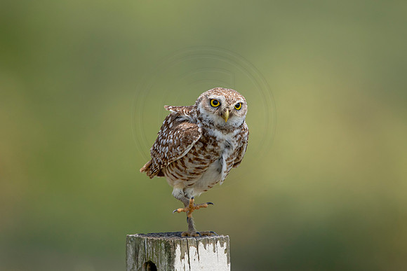 747 burrowing owl (6F3A1485) April 17, 2021