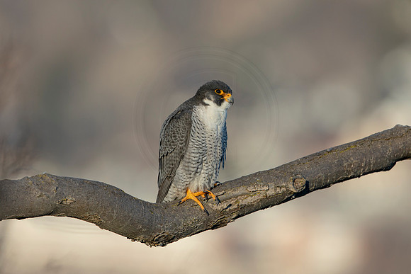 181 peregrine falcon (AF3A3168) March 7, 2021