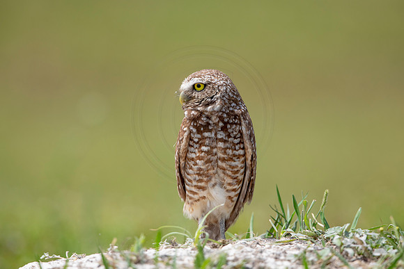 696 burrowing owl (6F3A1176) April 17, 2021