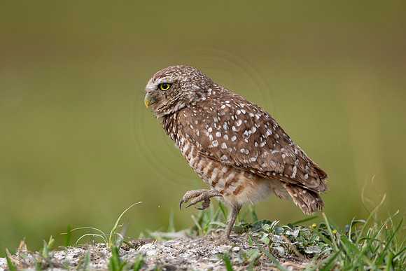 616 burrowing owl (6F3A0517) April 17, 2021