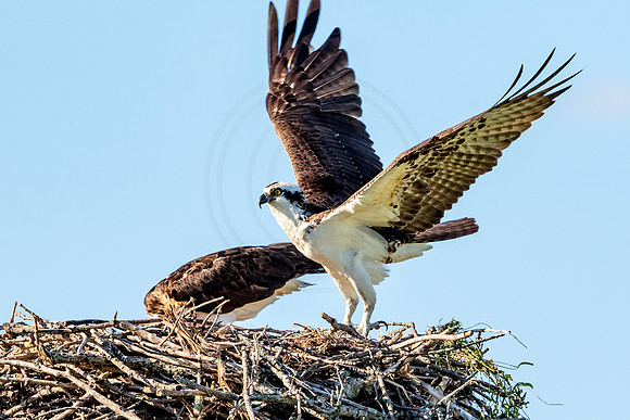Osprey in Crown Point