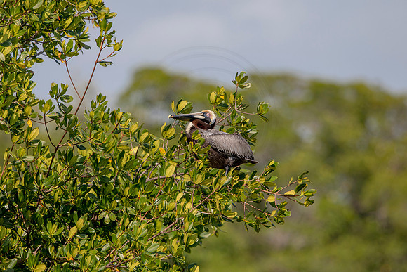455 pelican (6F3A8873) April 15, 2021
