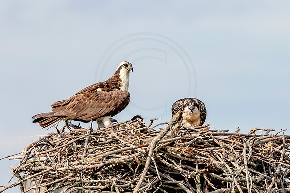 Osprey in Crown Point