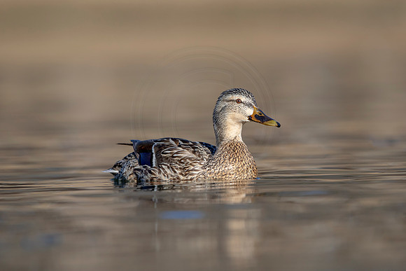 288 mallard (AF3A4536) March 20, 2021