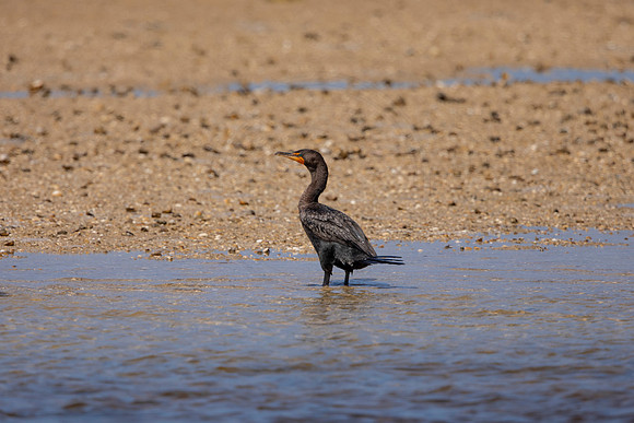 224 cormorant (6F3A7124) April 15, 2021