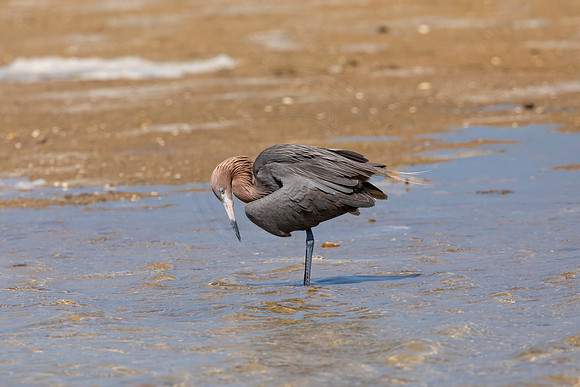 260 reddish egret (6F3A7374) April 15, 2021