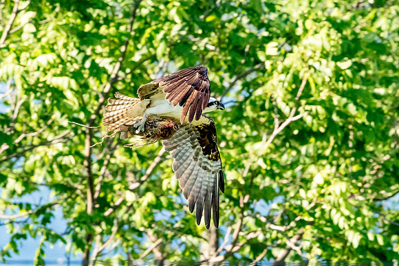 Osprey in Crown Point