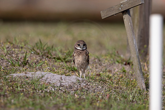 1245 burrowing owl (6F3A5918) April 18, 2021