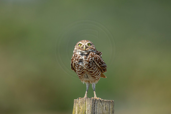 857 burrowing owl (6F3A2094) April 17, 2021