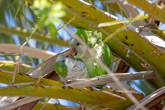 1212 monk parakeet (6F3A5353) April 18, 2021