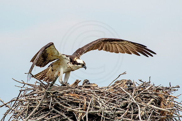 Osprey in Crown Point