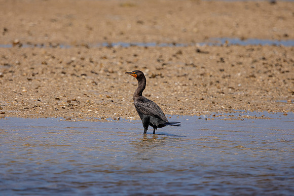 225 cormorant (6F3A7126) April 15, 2021