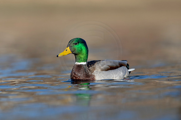 283 mallard (AF3A4521) March 20, 2021