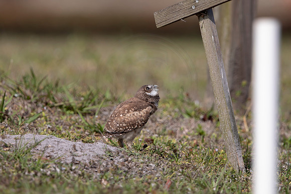 1242 burrowing owl (6F3A5902) April 18, 2021