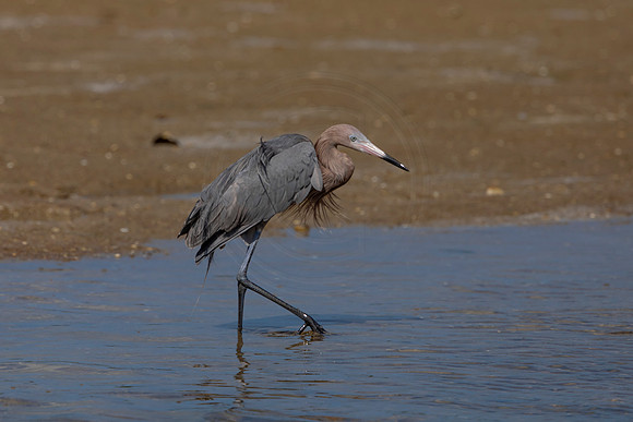 181 reddish egrets (6F3A6788) April 15, 2021