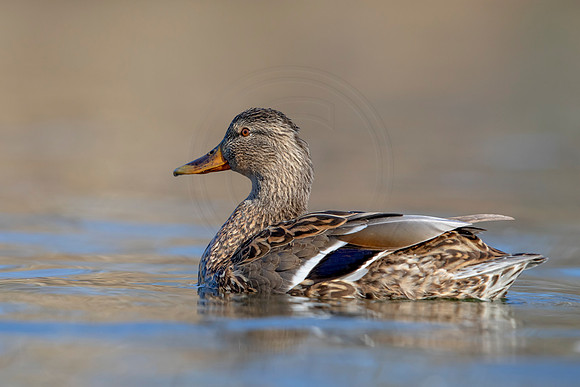 301 mallard (AF3A4609) March 20, 2021