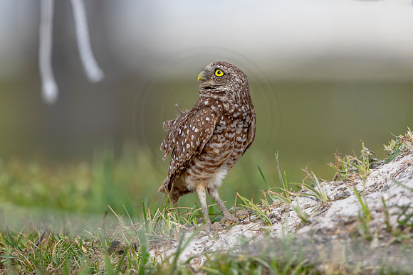 594 burrowing owl (6F3A0353) April 17, 2021