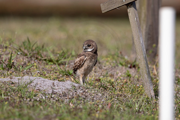 1244 burrowing owl (6F3A5914) April 18, 2021