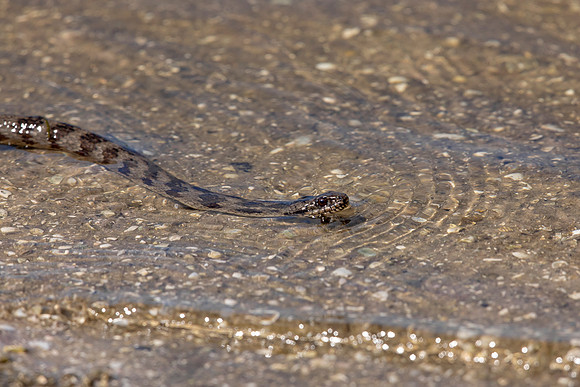 205 snake (6F3A6933) April 15, 2021