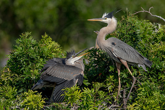 987 gbh (6F3A3007) April 18, 2021