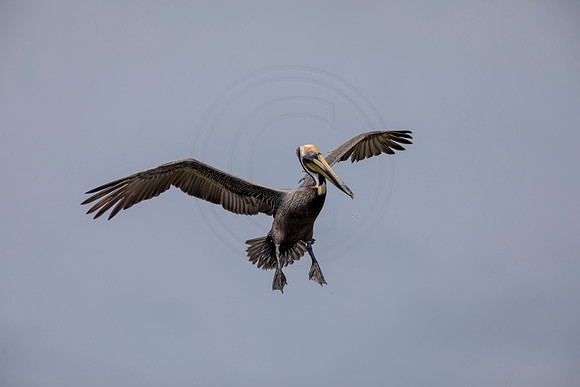 436 pelican (6F3A8782) April 15, 2021