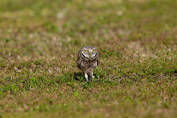 559 burrowing owl (6F3A0082) April 17, 2021