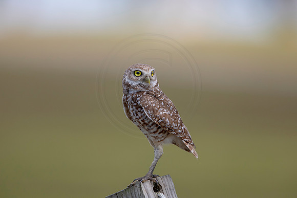 799 burrowing owl (6F3A1756) April 17, 2021