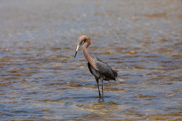 249 reddish egret (6F3A7289) April 15, 2021