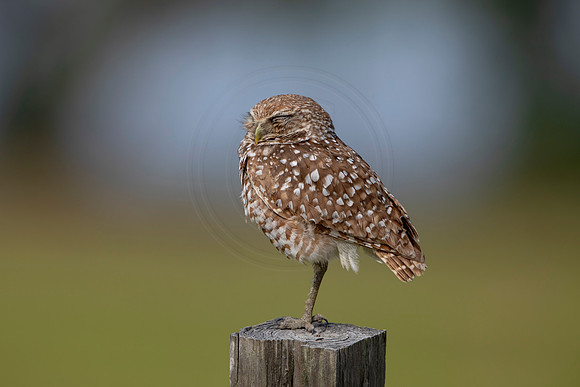 608 burrowing owl (6F3A0443) April 17, 2021