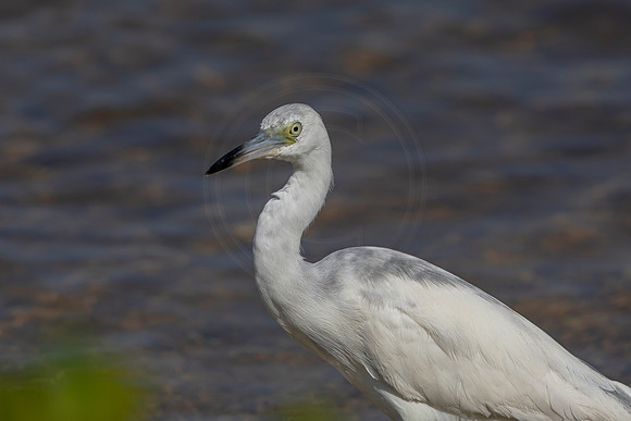 4 egret or heron (6F3A6672) April 15, 2021