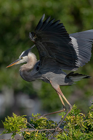 988 gbh (6F3A3017) April 18, 2021