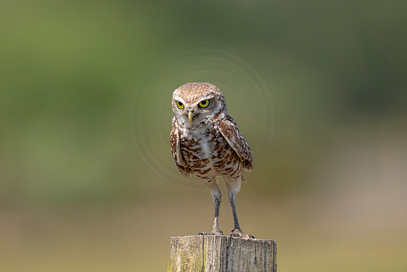866 burrowing owl (6F3A2136) April 17, 2021