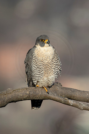139 peregrine falcon (AF3A2786) March 7, 2021
