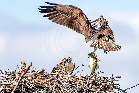 Osprey in Crown Point