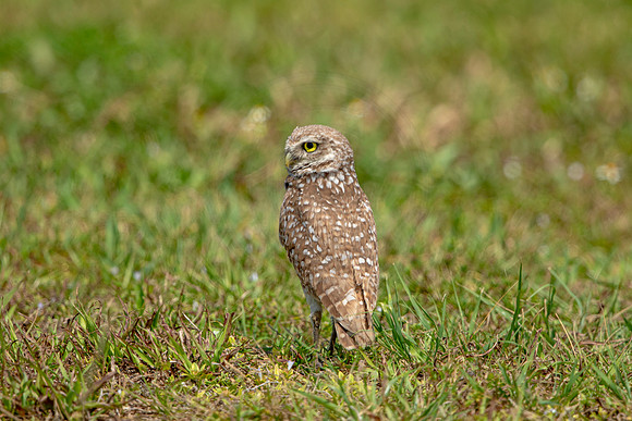 842 burrowing owl (6F3A2040) April 17, 2021
