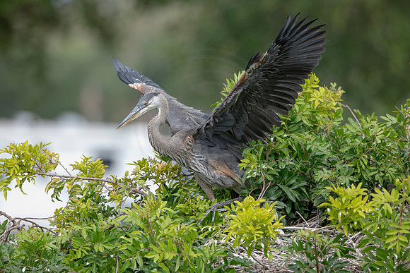 1160 gbh (6F3A4704) April 18, 2021