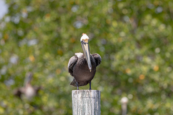 346 pelican (6F3A8310) April 15, 2021