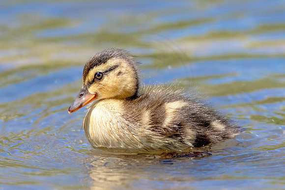 Mallard Duckling